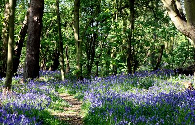Our bluebell woods are a sight to behold in early May and are a popular walking spot for locals and residents alike
